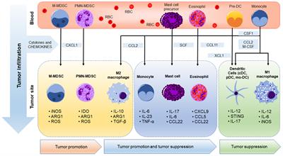 Friend or Foe? Recent Strategies to Target Myeloid Cells in Cancer